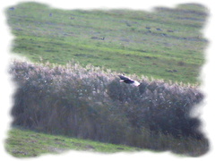 Haliaeetus albicilla