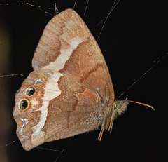 Satyrinae