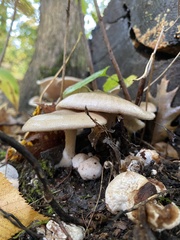 Entoloma