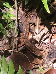 Alsophis rufiventris