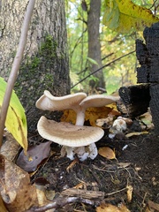 Entoloma