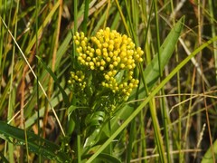 Solidago ohioensis