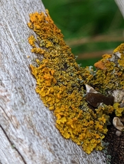 Xanthoria parietina