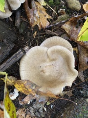 Entoloma