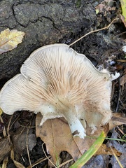 Entoloma