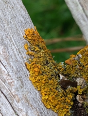 Xanthoria parietina