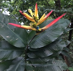 Heliconia hirsuta