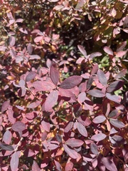 Vaccinium uliginosum