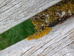 Xanthoria parietina