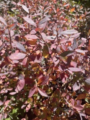 Vaccinium uliginosum