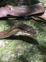 Alsophis rufiventris
