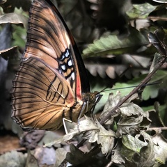 Adelpha mesentina