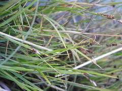 Carex nigra