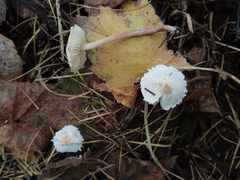 Cystolepiota