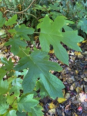 Hydrangea quercifolia