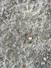 Zopheroteras sphaerula