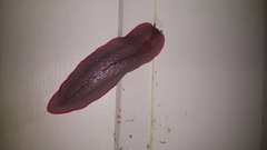 Triboniophorus graeffei