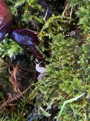 Deroceras reticulatum