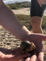 Coenobita compressus