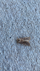 Xestia xanthographa
