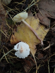 Cystolepiota
