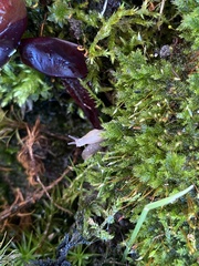 Deroceras reticulatum