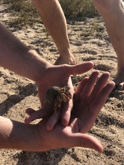 Coenobita compressus