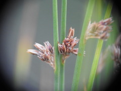 Juncus filiformis