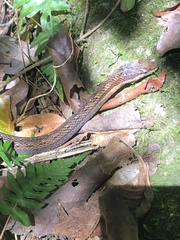 Alsophis rufiventris