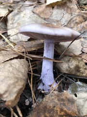 Lepista personata