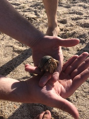Coenobita compressus