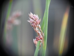 Juncus filiformis