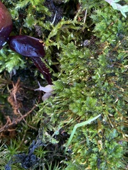 Deroceras reticulatum