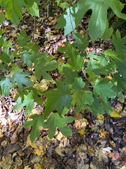 Hydrangea quercifolia