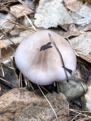 Lepista personata
