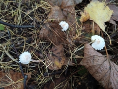 Cystolepiota