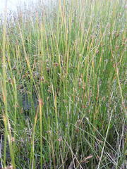 Juncus filiformis