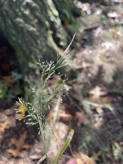 Agrostis perennans