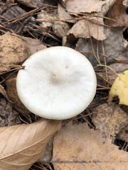 Lepista personata