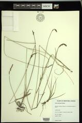 Carex parryana