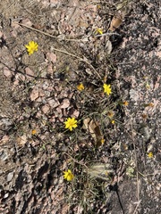 Croptilon divaricatum