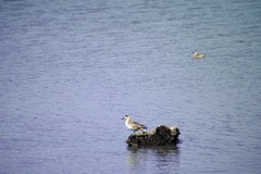 Marmaronetta angustirostris