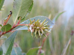 Salix pentandra