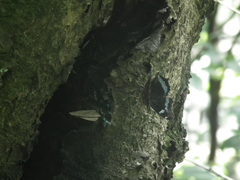 Satyrinae