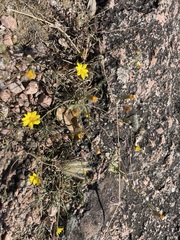 Croptilon divaricatum