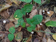 Cystolepiota