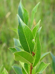 Salix pentandra
