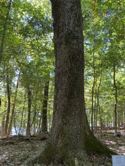 Quercus muehlenbergii