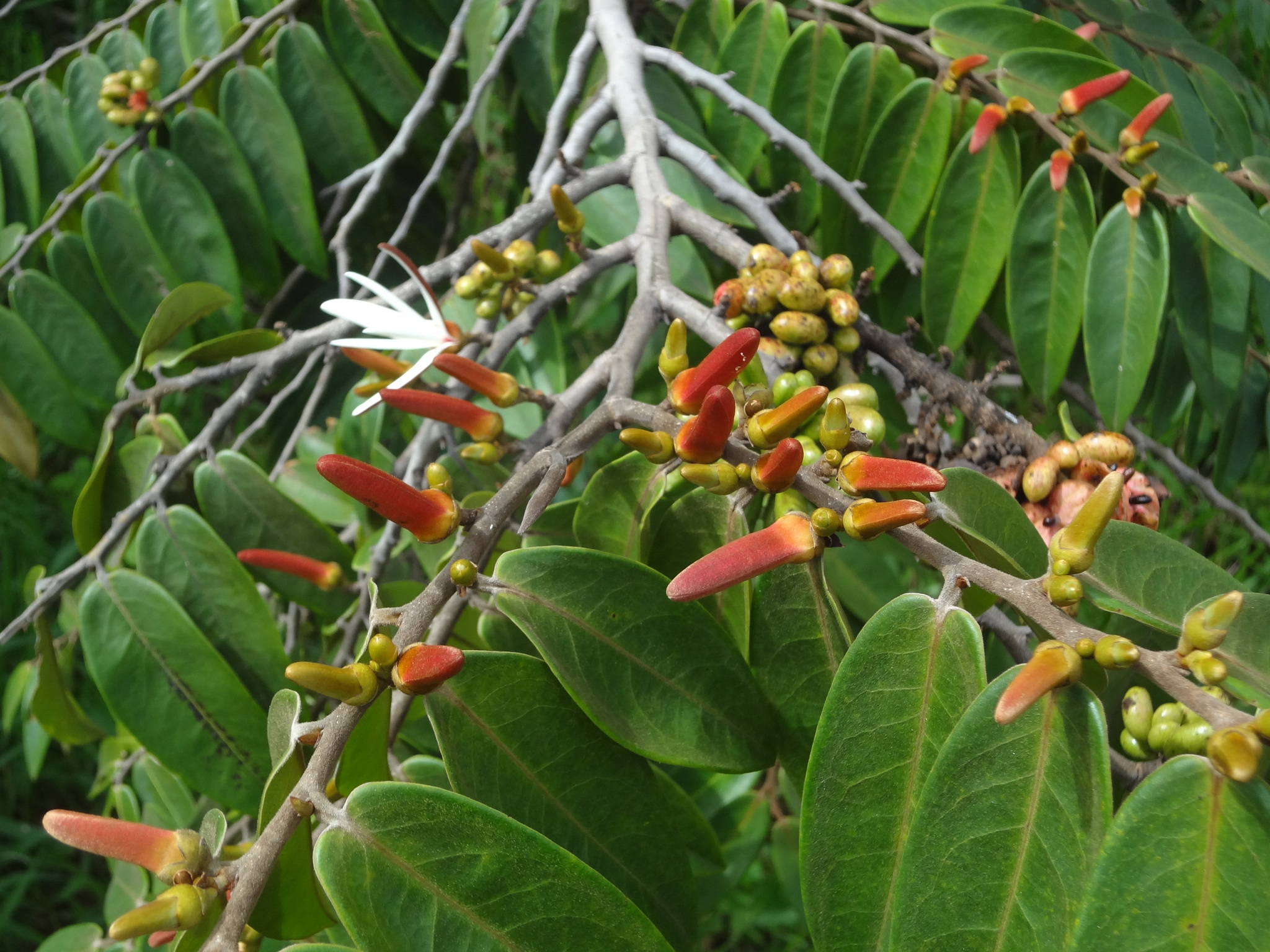 Xylopia aromatica