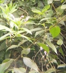 Centropogon cornutus